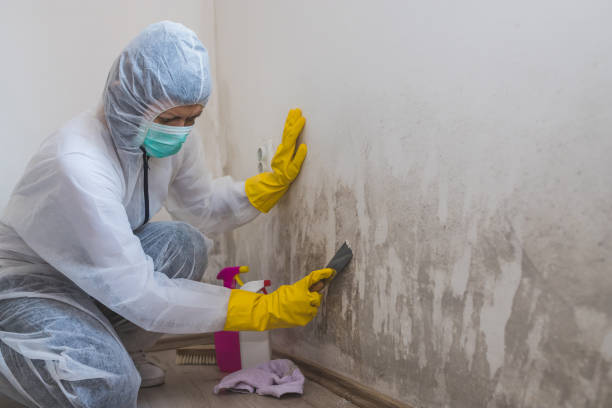 Best Basement Mold Remediation in Smithville, TX