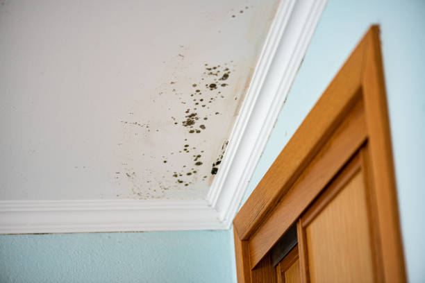 Best Bathroom Mold Remediation in Smithville, TX