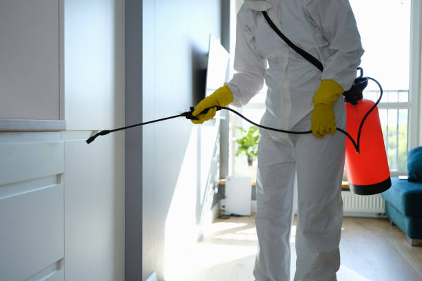 Best Kitchen Mold Remediation in Smithville, TX
