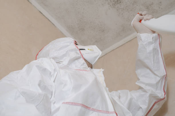 Best Health and Safety Mold Remediation in Smithville, TX
