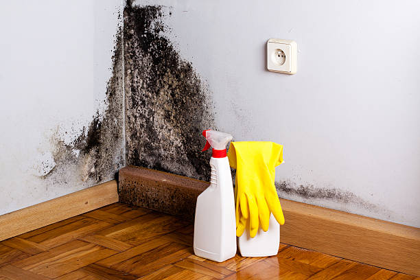 Best Localized Mold Remediation (e.g., coastal areas, humid climates) in Smithville, TX